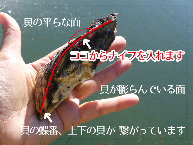 <牡蠣を横に向けた図