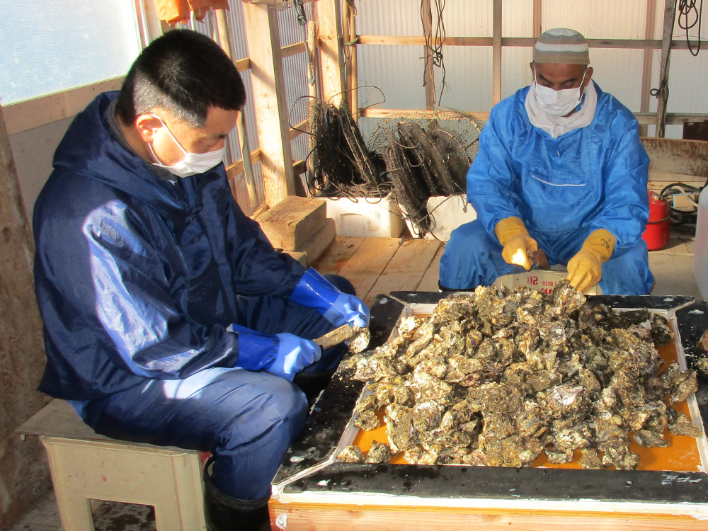 牡蠣養殖作業場