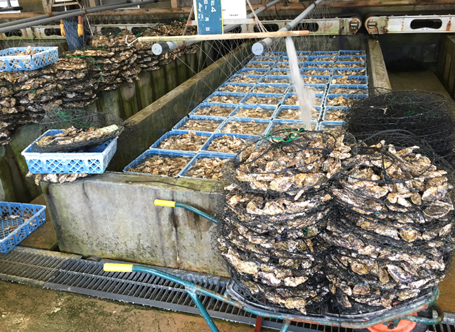 佐藤養殖場　牡蠣清浄の工程
