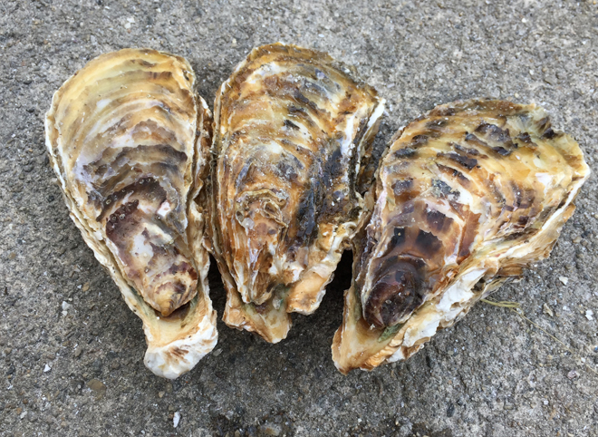 的矢かき　清浄牡蠣　佐藤養殖場