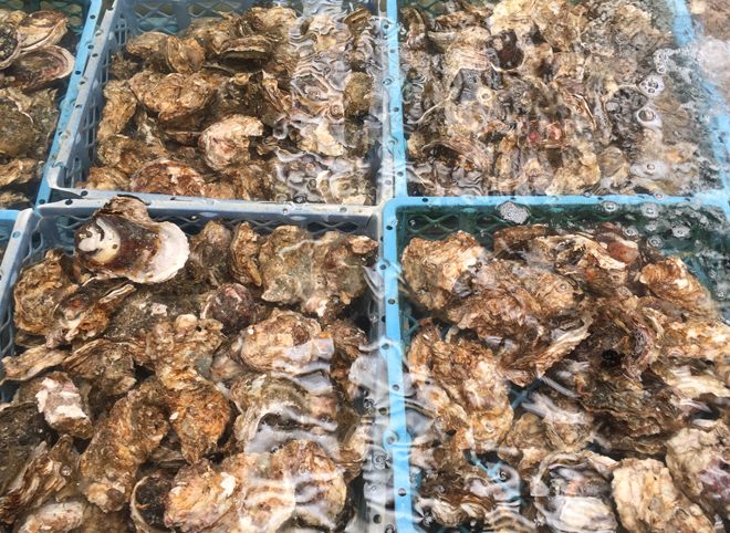 清浄牡蠣　佐藤養殖場