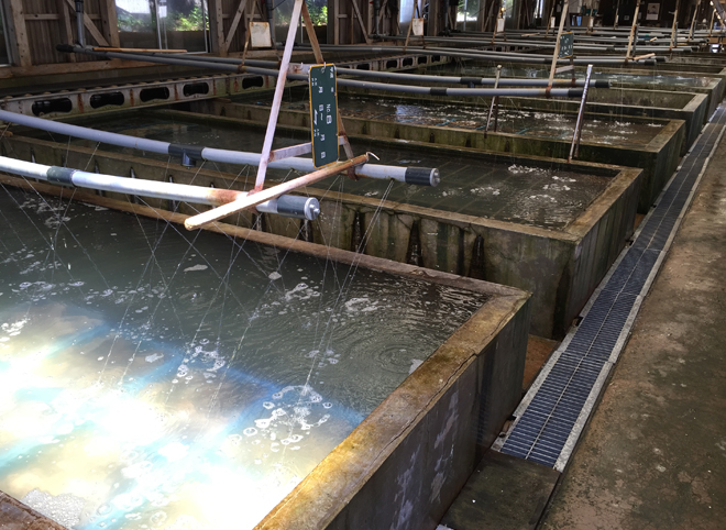 佐藤養殖場 清浄カキ　生食