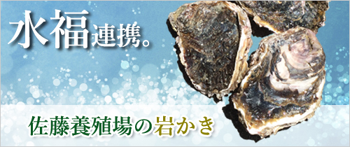 佐藤養殖場の生食用の清浄牡蠣　夏の岩かき