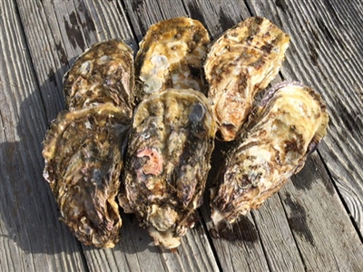 殻付き牡蠣の通販　三重県的矢湾　三ケ所産