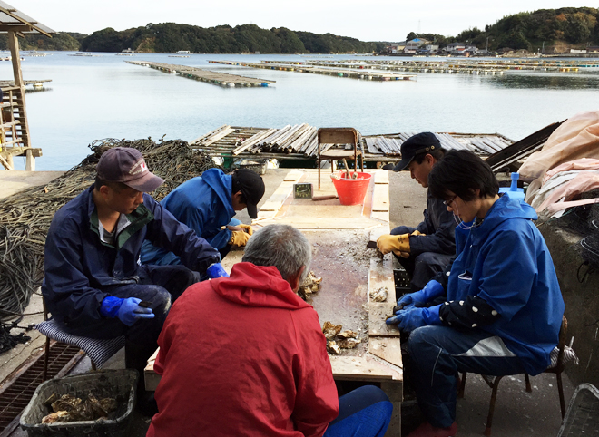 佐藤養殖場　牡蠣の貝掃除